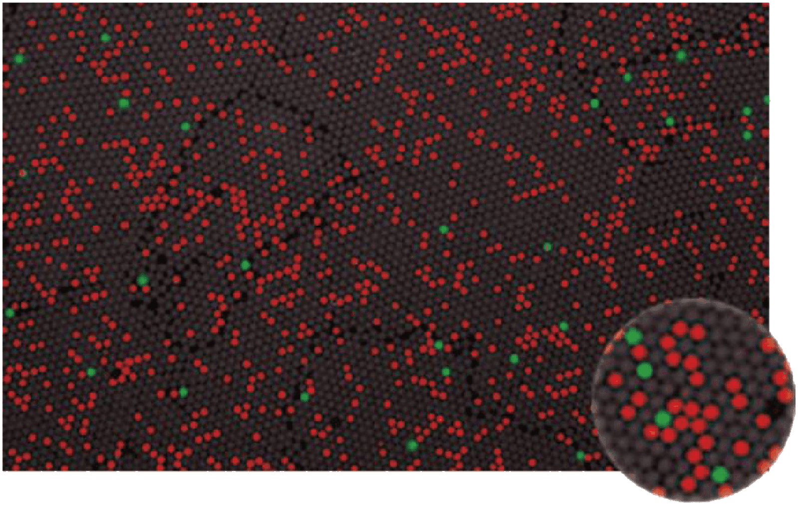 Uniform digital PCR droplet array micrograph with Macro-FDG physical principles