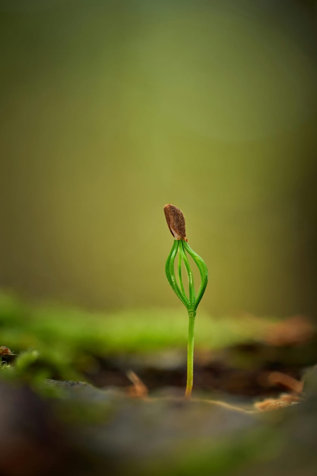 Plant and microbiological research